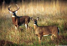 Deer Deer