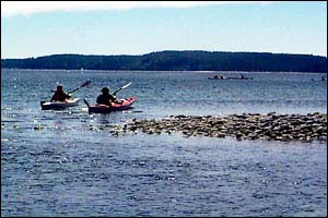 Hollyhock - Kayak.jpg