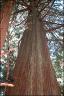 Hollyhock - Old Growth.jpg