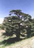 Cedars of Lebanon