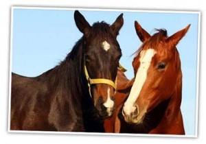 Two Horses - One Blind